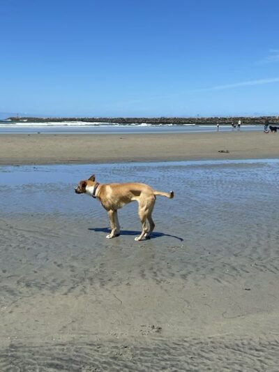 Dog Beach - San Diego, CA