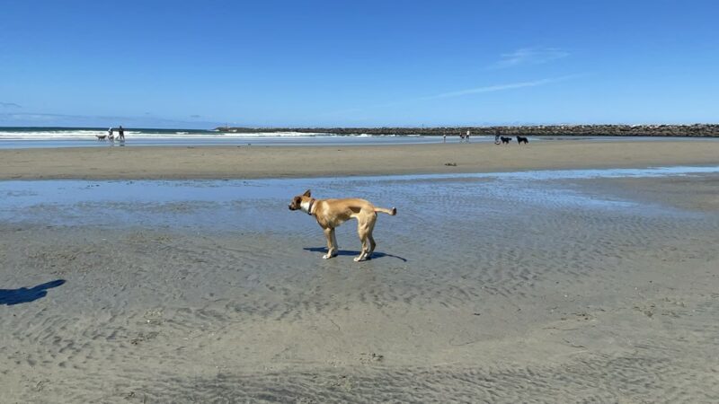 Dog Beach - San Diego, CA