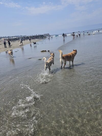 Dog Beach Ocean Beach - San Diego, CA