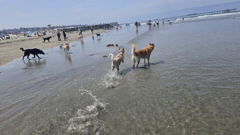 Dog Beach Ocean Beach - San Diego, CA