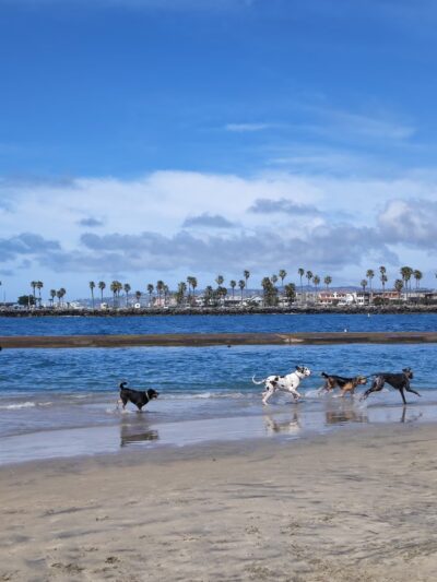 Dog Beach Ocean Beach - San Diego, CA