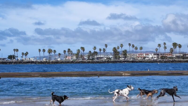 Dog Beach Ocean Beach - San Diego, CA