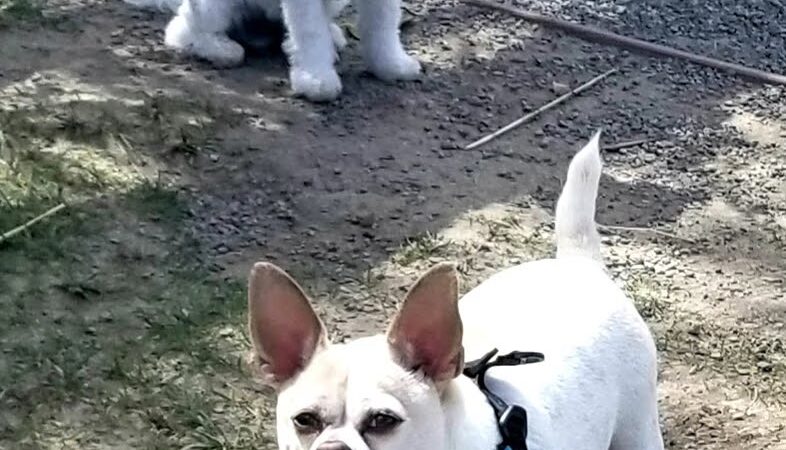 Dog Park - San Diego, CA