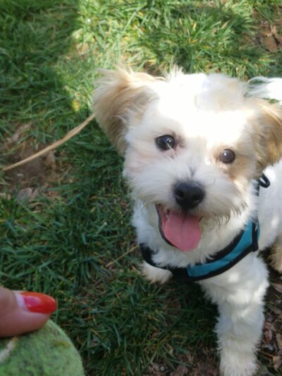 Dog Park - San Diego, CA