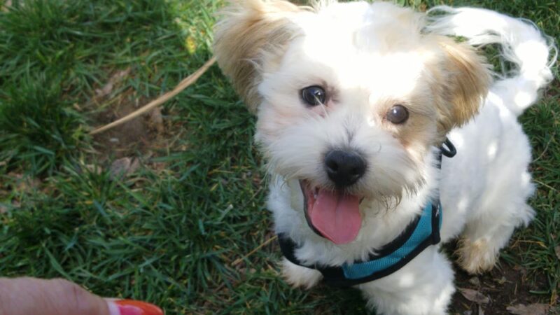 Dog Park - San Diego, CA