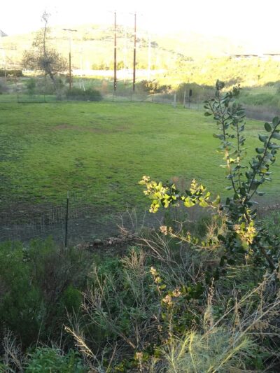 Dog Park - San Diego, CA