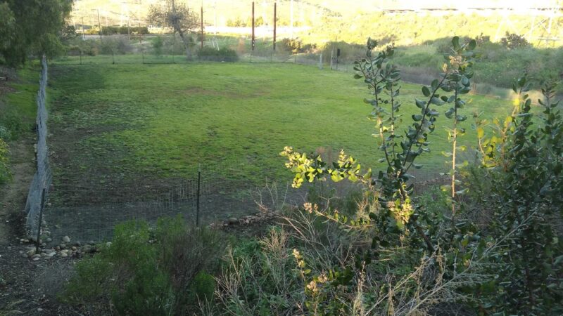 Dog Park - San Diego, CA