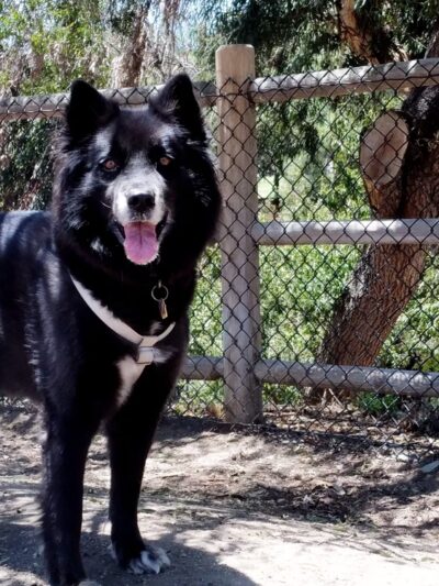 Dog Park Bypass - San Diego, CA