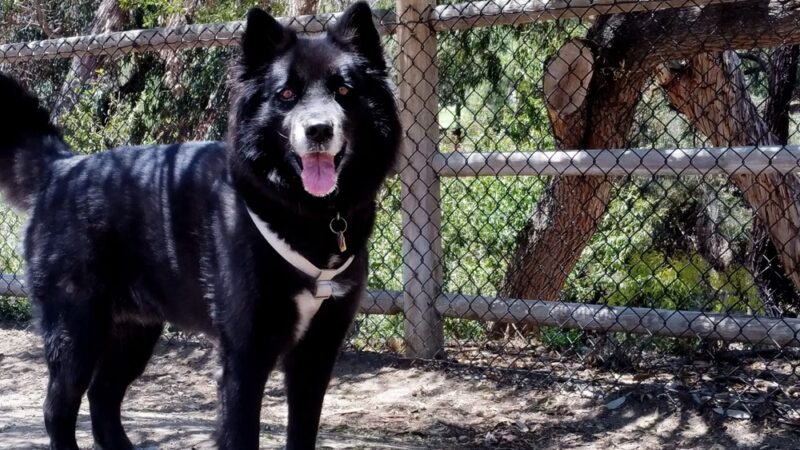 Dog Park Bypass - San Diego, CA