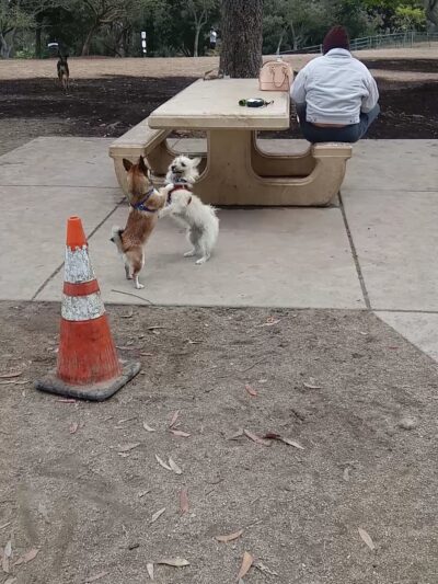 Dog Park Bypass - San Diego, CA