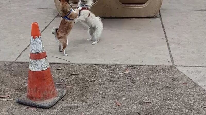 Dog Park Bypass - San Diego, CA