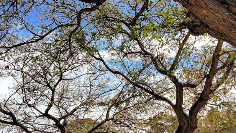 Dorothy Petway Neighborhood Park - San Diego, CA