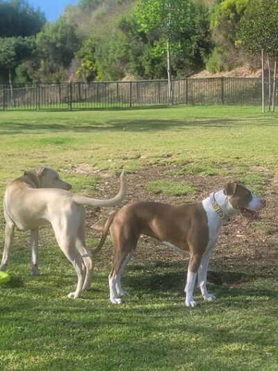 Escala Dog Park (Private) - San Diego, CA