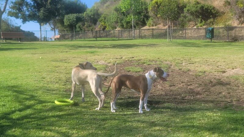 Escala Dog Park (Private) - San Diego, CA