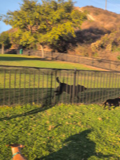 Escala Dog Park (Private) - San Diego, CA