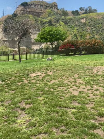 Escala Dog Park (Private) - San Diego, CA