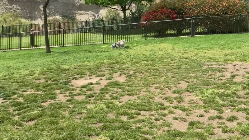 Escala Dog Park (Private) - San Diego, CA