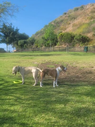 Escala Dog Park (Private) - San Diego, CA