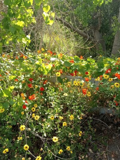 FFS' South Property - San Diego, CA