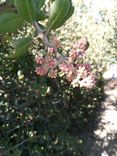 FFS' South Property - San Diego, CA