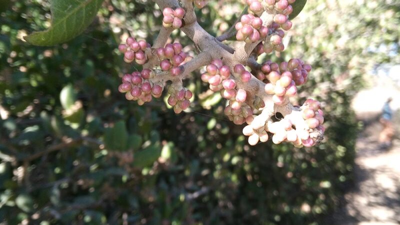 FFS' South Property - San Diego, CA