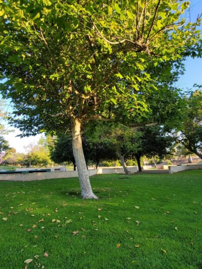 Freedom Park - San Diego, CA