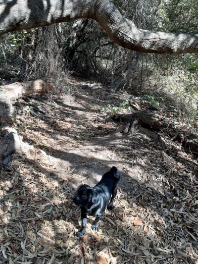 Gardena Loop Trailhead - San Diego, CA