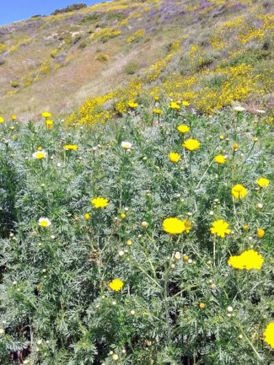 Gardena Loop Trailhead - San Diego, CA
