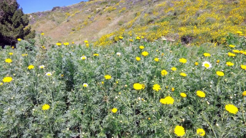 Gardena Loop Trailhead - San Diego, CA
