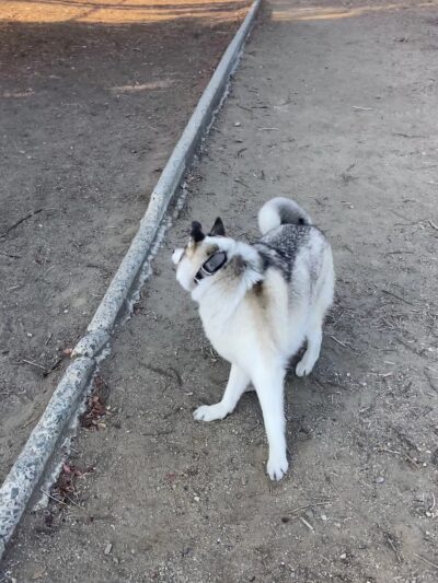 Gopher City Dog Park - San Diego, CA