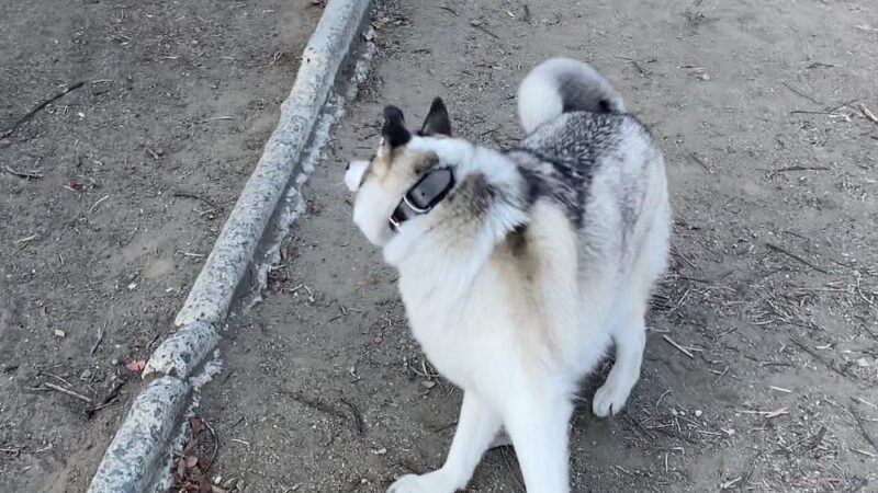 Gopher City Dog Park - San Diego, CA