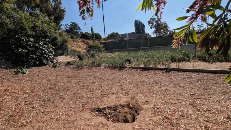 Gopher City Dog Park - San Diego, CA