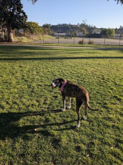 Grantville Park - San Diego, CA