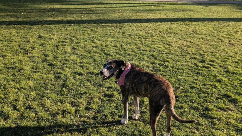 Grantville Park - San Diego, CA