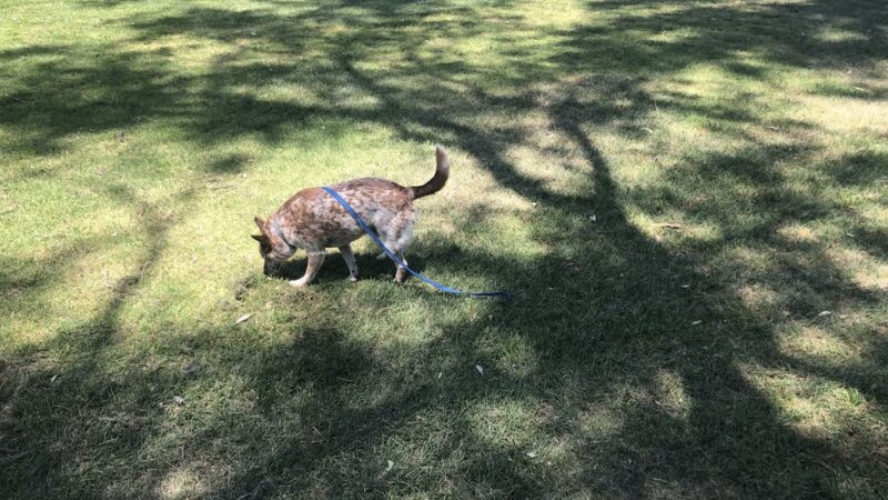 Hollywood Park - San Diego, CA