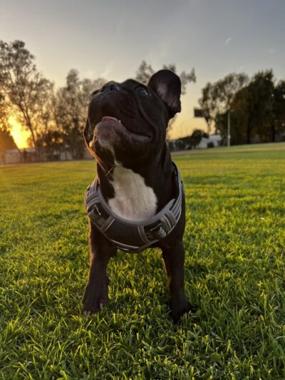 Howard Lane Park - San Diego, CA