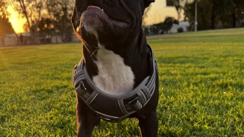 Howard Lane Park - San Diego, CA