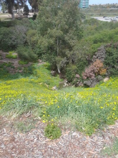 MacDowell Park - San Diego, CA