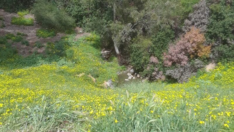 MacDowell Park - San Diego, CA