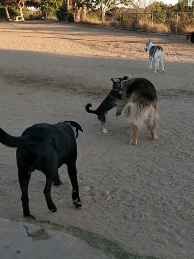 Maddox Park - San Diego, CA