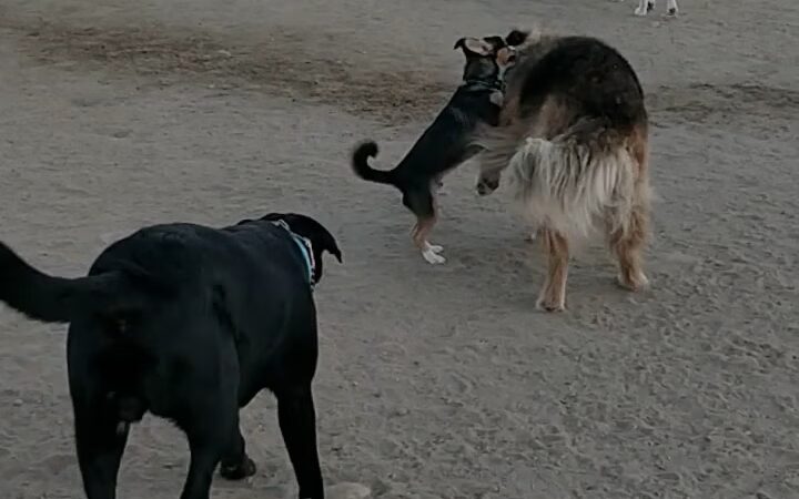 Maddox Park - San Diego, CA