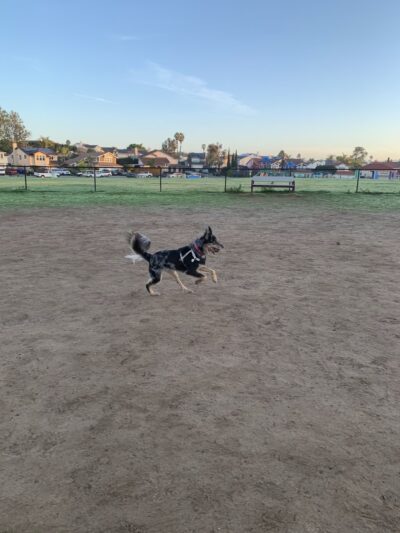 Maddox Park Dog Park - San Diego, CA