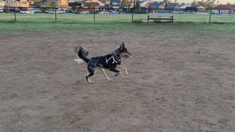 Maddox Park Dog Park - San Diego, CA