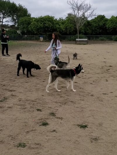 Maddox Park Dog Park - San Diego, CA