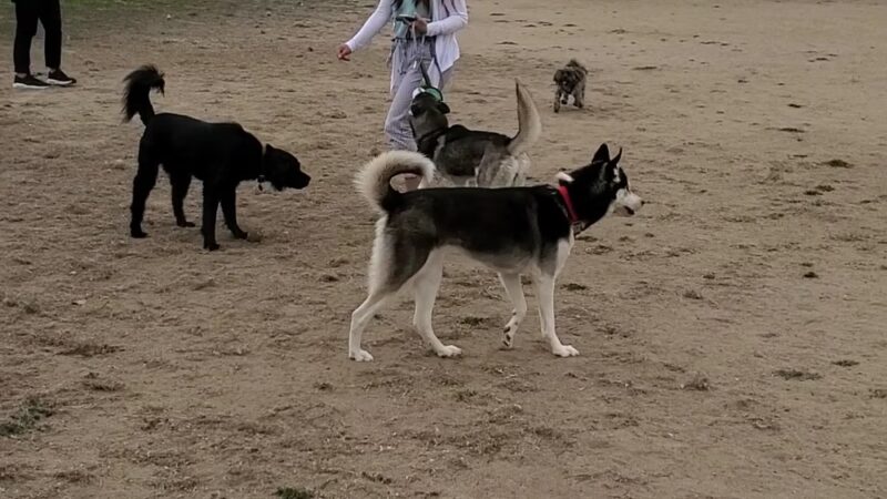 Maddox Park Dog Park - San Diego, CA
