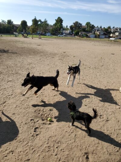 Maddox Park Dog Park - San Diego, CA