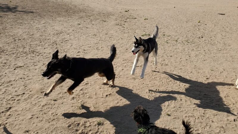 Maddox Park Dog Park - San Diego, CA