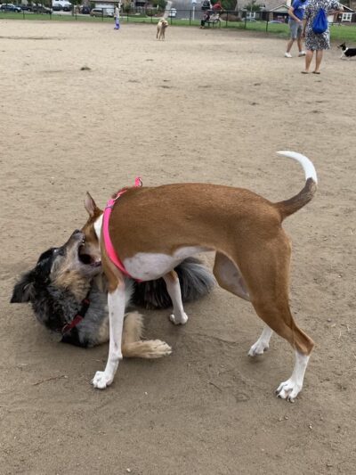 Maddox Park Dog Park - San Diego, CA