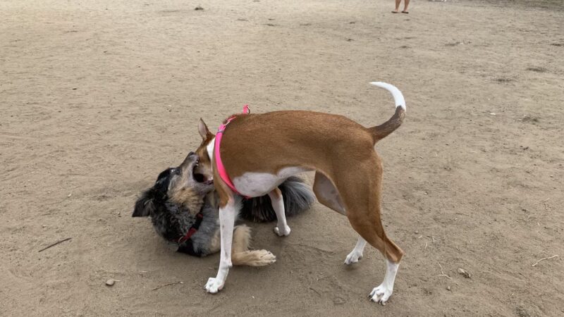 Maddox Park Dog Park - San Diego, CA