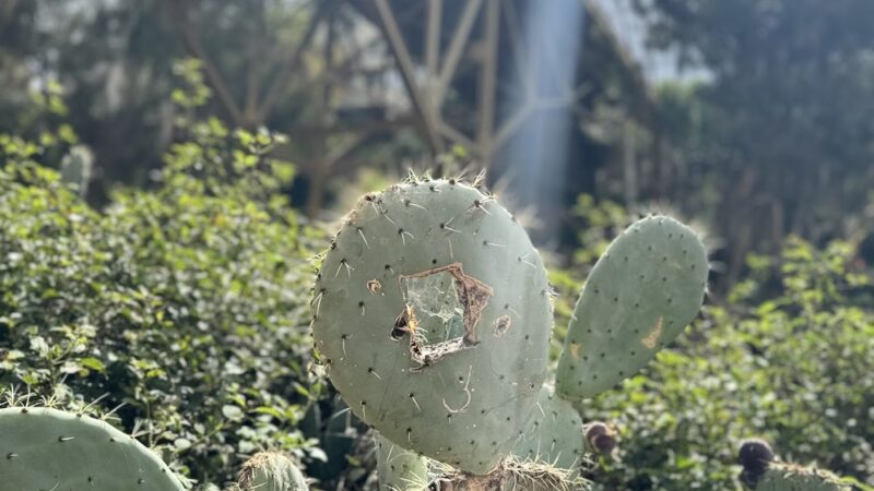 Maple Canyon Trailhead - San Diego, CA